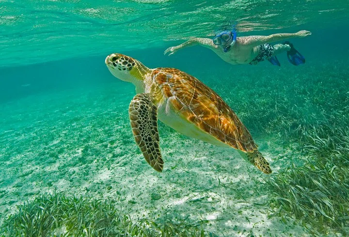 Snorkeling at Hol Chan Marine Reserve