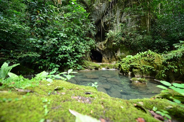 Belize rainforest